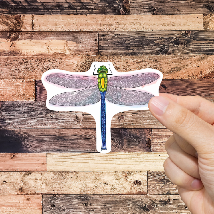 Hand holding a dragonfly-shaped sticker against a wooden background