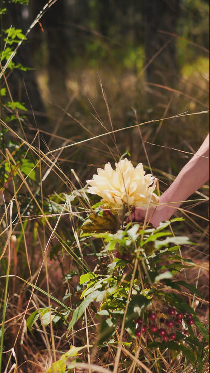 Ollie's: "First of All I'm a Delight" - 100% Cotton Graphic T-Shirt